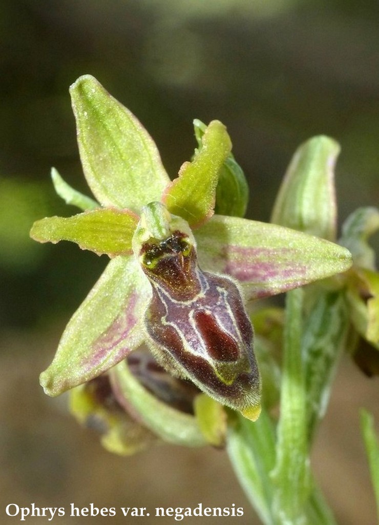 Grecia 23_25 aprile 2016  un fine settimana tra le orchidee.